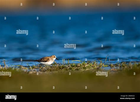 Parque Nacional Lago Neusiedl Seewinkel Fotografías E Imágenes De Alta Resolución Alamy