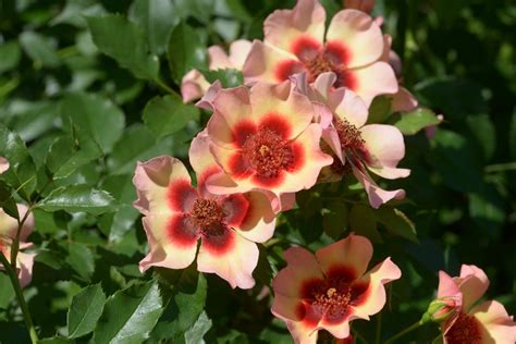 Fancy Babylon Eyes ® | Rose, mehrfarbig, 60 cm (Interplant, 2011 ...