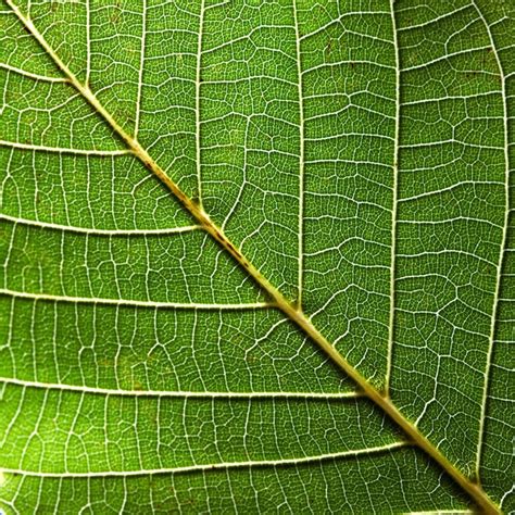 Belo Padr O Natural De Folha Verde Veias Plano De Fundo Criativo