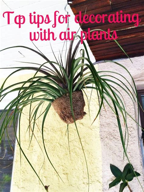 Decorating With Air Plants 6 Ideas And Tips For The Weekend Air Plants