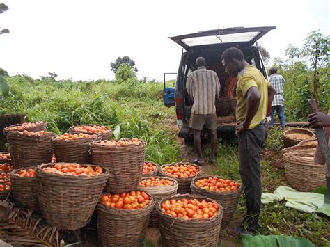 Is Tomato Farming Profitable In South Africa Daniel Bonners Template