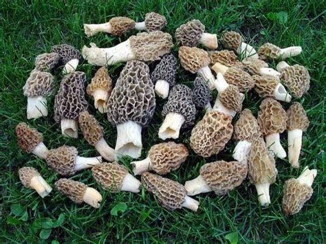 10 Morel Mushroom Hunting Tips To Hone Your Searching Skills Warm