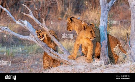 Three sibling African lion cubs play together Stock Photo - Alamy