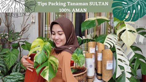 Cara Packing Tanaman Hias Untuk Dikirim Aman Sampai Tujuan YouTube