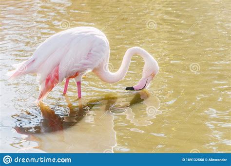 Flamingo Eating In The Water Pink Flamingo Greater Flamingo In Their