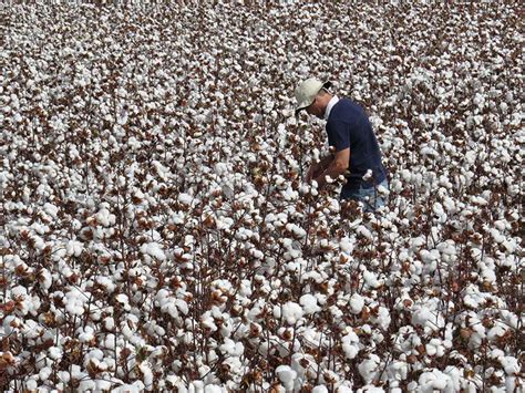 Onde É Produzido O Algodão No Brasil Qual Estado Mundo Ecologia