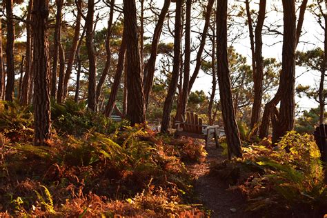 Hiking & Biking — Mendocino Grove