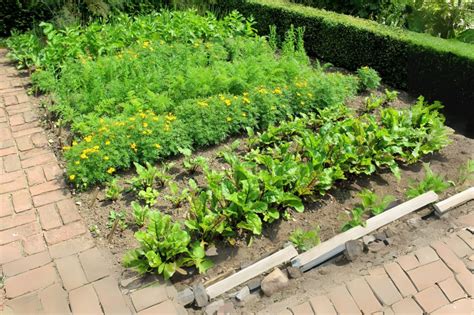 Free Vegetable Garden Layout Plans And Planting Guides