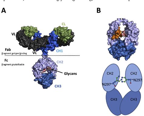 Figure 1 from Therapeutic monoclonal antibody N-glycosylation ...