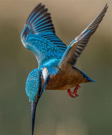 Astral Travel Birds Tattoo Bird Feathers Wonder Nature Photography