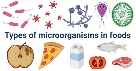 Food Spoilage- Types of microorganisms in foods with examples | Food spoilage, Microorganisms in ...