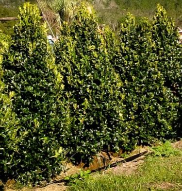 Different Types Of Evergreen Trees | Complete Buying Guide for ...