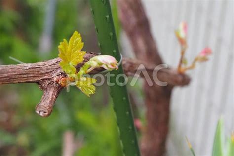 切られても芽吹く逞しいブドウの新芽03 No 4037247｜写真素材なら「写真ac」無料（フリー）ダウンロードok