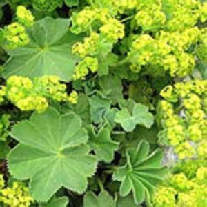 Alchemilla Vulgaris Virak Oro Seeds