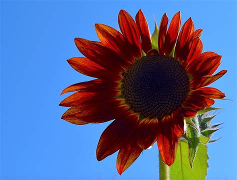 Girasole Rosso Impianto Foto Gratis Su Pixabay Pixabay