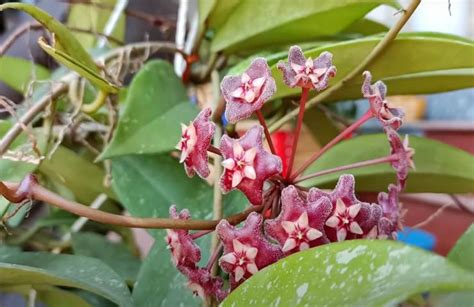 Fiori di cera profumati e dai bellissimi colori prenditene cura così