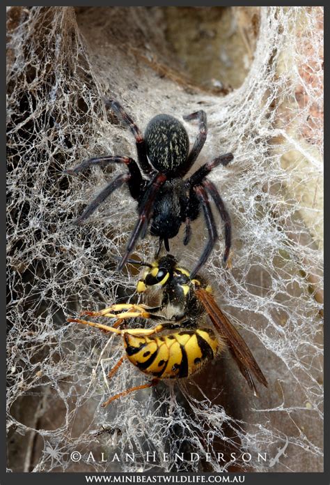 Are Spiders Helpful To People Spidentify