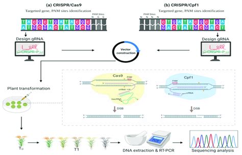 Mechanism Of Crispr Cas And Cpf To Edit The Plant S Genome A Is A