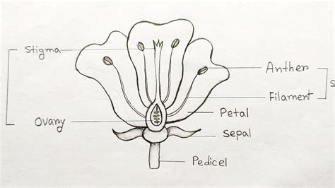 Ls Of Flower Diagram Ls Labelled