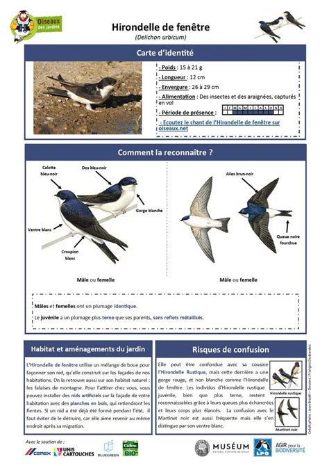 Toutes Les Fiches Espèces Oiseauxdesjardinsfr En 2021 Oiseaux