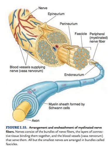 Introduction To The Peripheral Nervous System Flashcards Quizlet