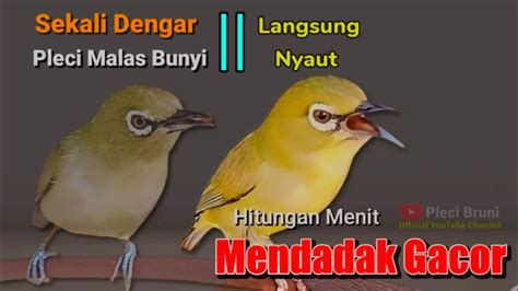 Pleci Gacor Suara Ngalas Sangat Ampuh Mengundang Lawan Bunyi Emosi