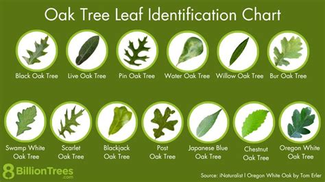 Oak Tree Leaf Identification Chart With Locations (13 Oak Species)【2024】