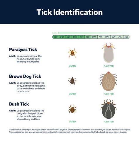 Ticks On Dogs Identification Symptoms Prevention And Treatment