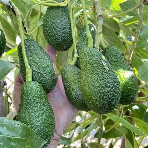 Comprar Aguacates Hass De Valencia Naturales Quieronaranjas Familia Casesnoves Sl