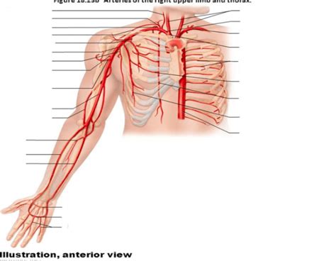 Arteries Of The Right Upper Limb And Thorax Diagram Quizlet