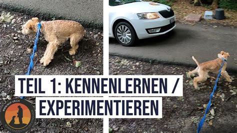 Leinenzerren Ungehorsam Aggressiv Problemhund Hundeschule U B