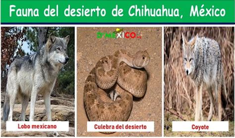 Flora Y Fauna De Chihuahua