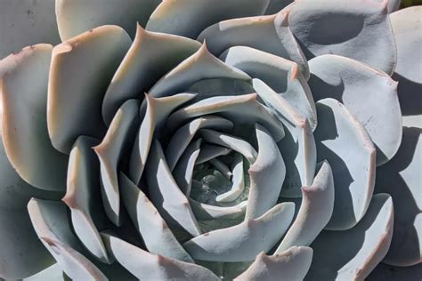 How To Use Diatomaceous Earth On Succulents A Comprehensive Guide