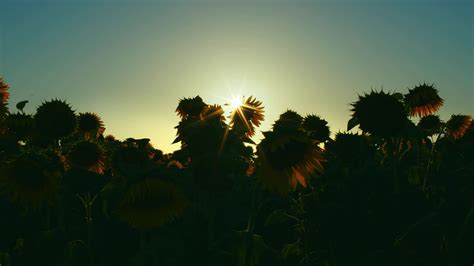 Sunflowers in Green Nature 3153490 Stock Video at Vecteezy