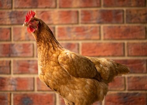 10 Popular Brown Chicken Breeds For You To Meet The Happy Chicken Coop