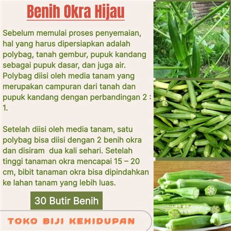 30 BIJI BENIH TANAMAN SAYURAN OKRA HIJAU Lazada Indonesia