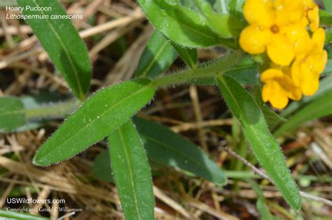 Us Wildflower Hoary Puccoon Orange Puccoon Indian Paint