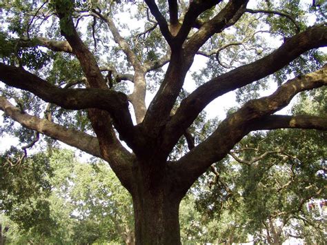 Oak Trees Pictures & Facts on the Oak Tree Species