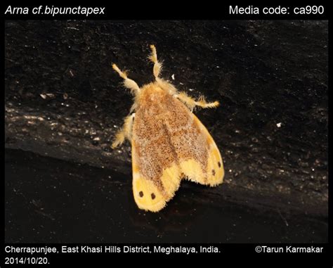 Arna bipunctapex (Hampson, 1891) - | Moths
