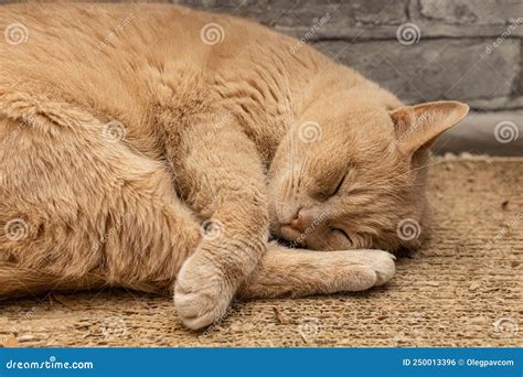 Beige Cat Sleeping Curled Up On A Cardboard Scratching Post Stock Photo