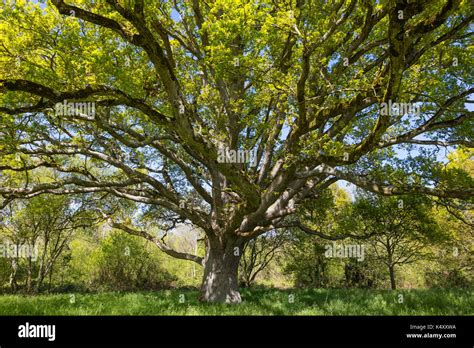 Sains Brittany North Western France Oak Tree Known As The Liberty