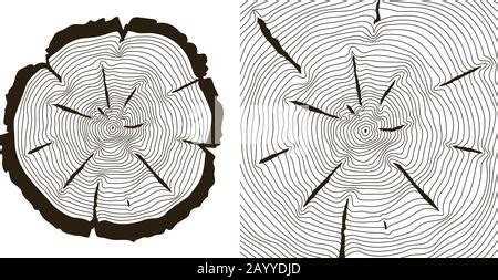 Tree Growth Rings Wood Trunk Vector Annual Organic Stump Tree Circle