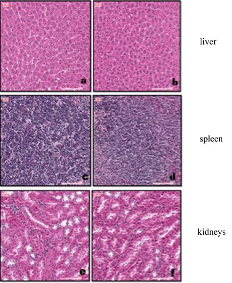 Histological Cross Section Of Tissues Of Some Organs Of Rabbits Treated