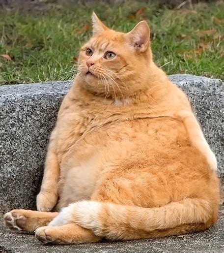 Create Meme Fat Cat Red Cat Fat Ginger Cat Pictures Meme