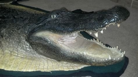 alligator2 | Sutton's Taxidermy