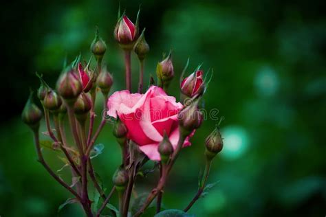 As Rosas Cor De Rosa Florescem Sobre Fundo Verde Desfocado Lindas