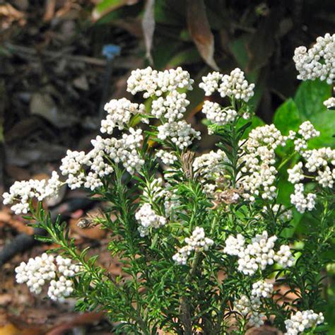 Rice Flower Ozothamnus Diosmifolius Radiance 140mm The Jungle