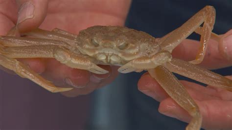 How 10 Billion Snow Crab Vanished From Alaskan Waters And What It Means