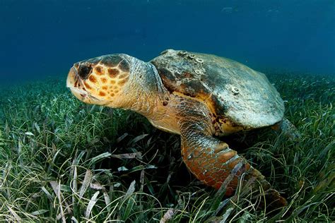 Loggerhead turtle - MarAlliance.org