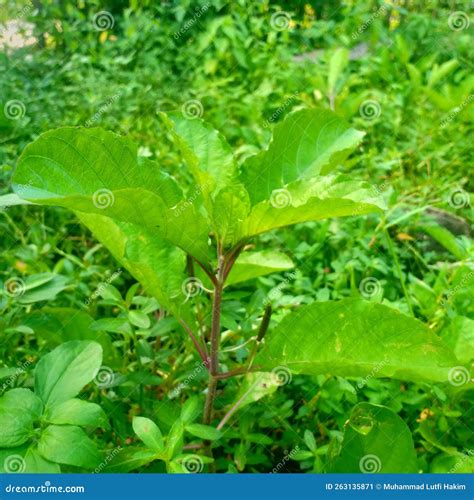 Plantas Que Crescem Entre Ervas Daninhas No Jardim Imagem De Stock